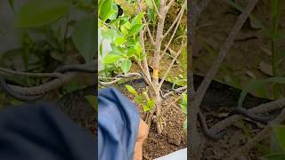 Process ficus microcarpa cutting for fast bonsainature bonsai junbonsai microcarpa bonsai [upl. by Esertak497]