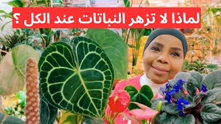 اكتشف السر في تزهير النباتات المنزلية نباتاتمنزلية نباتاتداخلية [upl. by Veta963]