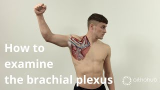 How to examine the brachial plexus  short version — watch orthohub examinations with Tom Quick [upl. by Ardnekat]