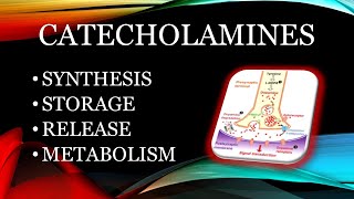 Catecholamines  synthesis storage release and metabolism [upl. by Adnotal]