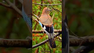 The Eurasian Jays Plumage is a Sight to Behold birds [upl. by Reinwald]