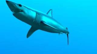 Mako Shark  CG Animation [upl. by Nnylg]