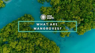 One Earth  What are mangroves [upl. by Baalbeer]