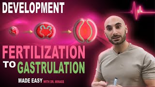 Introduction to Embryology  Fertilisation to Gastrulation Easy to Understand [upl. by Trevorr]