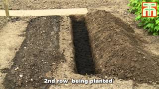 How to plant and grow Asparagus with Thompson amp Morgan [upl. by Polad12]