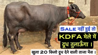 Sale नहीं हुई तो KDFA मेले में दूध तुलाऊँगा । खुला दूध 20 किलो । Sumit Mb9350024676 [upl. by Pry]