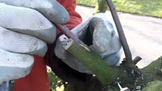 Tree Grafting Technique  Greffes darbres  Fruitboom Enten [upl. by Ahmad]