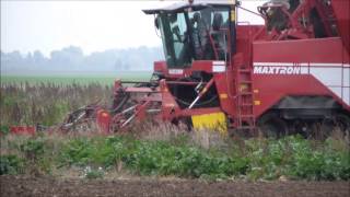 Ropa EuroTiger und Grimme Maxtron im Oderbruch [upl. by Assilanna]