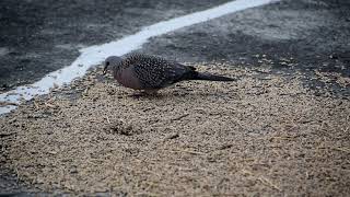 Dove Bird Feeding on Wheat  Peaceful Bird Watching Moments in Nature [upl. by Iolanthe]