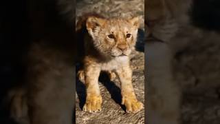 Charo taraf hai mere hi charche attitude cub lion [upl. by Manda]