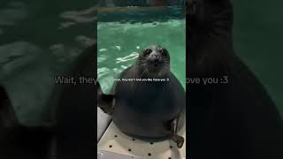 Wait Seal Meme [upl. by Ferretti]