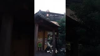 京都市動物園、ゴリラ舎前です。ミストがとても良いです。 [upl. by Earased932]