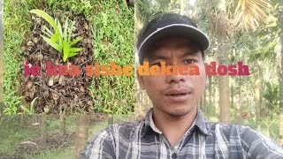 supari Bagan dekneko aieahe dosh [upl. by Larentia]