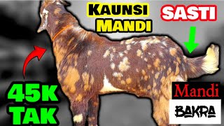 Bakra Mandi Pakistan 2024 💥 Kaunsi Mandi Sasti 💥 Lahore vs Sheikhupura Mandi 💥 Sadi Ronaq 💥 [upl. by Yenduhc475]