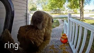 Squirrel Wanted to Make Sure the Ring Video Doorbell Captured Its Impressive Jump  RingTV [upl. by Silloc848]