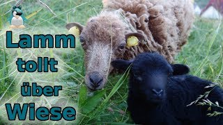 Lamm tollt über Wiese 🐑 1TagAlt und schon Bocksprünge [upl. by Aicinod]