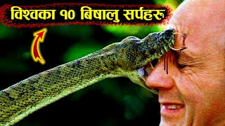 Top 10 Most Venomous Snakes gonisa snakeFacts [upl. by Nnoved]