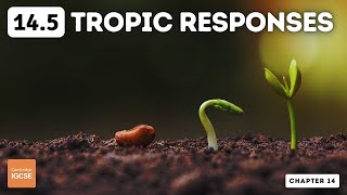 IGCSE Biology  Tropic responses 145 [upl. by Aliuqahs156]