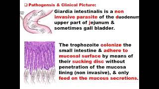 Giardia intestinalis [upl. by Amaral]