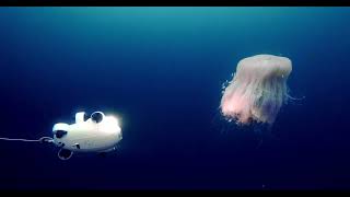 【4K】An Underwater Drone Glides Through the Water — FIFISH VEVO a Touch of Pure White [upl. by Barnaba]