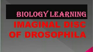 Dissection of Imaginal Discs from 3rd Instar Drosophila Larvae [upl. by Doro]