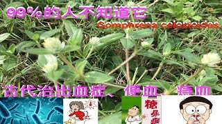 研究表明（银花苋）有抗菌，抗真菌，抗氧化，抗炎，驱虫，保肝，抗溃疡，抗尿路结石作用。Gomphrena Celosioides Mart health benefits。 [upl. by Adaven]