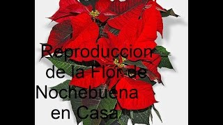 Flor de Nochebuena Reproduccion en Casa [upl. by Alejo671]