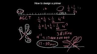 How to design a primer [upl. by Pitchford]