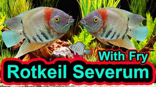 Rotkeil Breeding Pair with 22 days old Baby Fish  Cichlid ParkSri Lanka [upl. by Labannah]