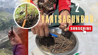 YARTSA GUNBHU Hunt for the worlds most expensive fungus [upl. by Apurk51]