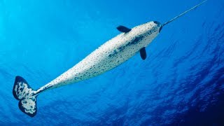 Why Do Narwhal’s Have a ‘Unicorn’ Horn [upl. by Snilloc]