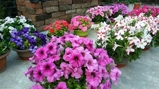 Petunia a great winter flower  how to grow and care with English subtitles [upl. by Leirbaj]