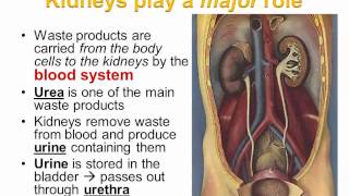 Excretion and the Kidney Part 1 IB Biology [upl. by Swetiana898]