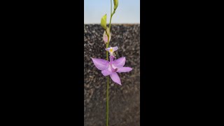 Native Orchid Calopogon tuberosus  Pollination and overview of the Grass Pink [upl. by Relly248]