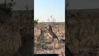 Cheetah VS Cheetah wildlife [upl. by Ayra86]