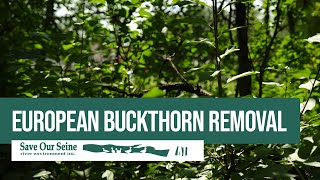 SOS European Buckthorn Removal  Urban Restoration and Enhancement URE [upl. by Earehc]