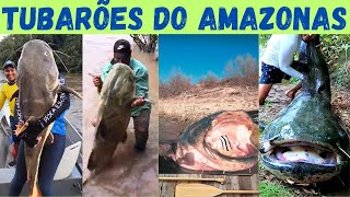 MONSTROS do Rio Amazonas O perigo escondido que ameaça quem entra no rio [upl. by Sherwynd]