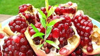 How To Grow Pomegranates From Seed [upl. by Syverson]