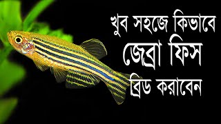 খুব সহজে আমরা কিভাবে জেব্রা মাছ কে ব্রিড করাতে পারি । How to Breed Zebra Danio Fish in Bangla [upl. by Konstance253]