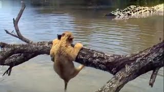 Lion Cubs vs Elephants amp Alligators  Pride  BBC Earth [upl. by Labotsirc783]