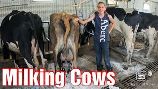 Milking Cows On A Small Family Farm In The Summer [upl. by Sisi309]