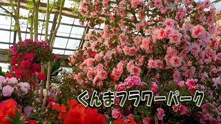 Blooming Azaleas in the midwinter indoor garden ぐんまフラワーパーク 4K [upl. by Reinert261]