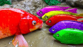 Menangkap Ikan Glofish Kepiting laut Buaya pelangi Belut  Stop Motion ASMR Memasak Primitif [upl. by Aggappera]