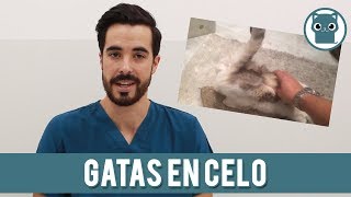 El Celo En Las Gatas [upl. by Lebar]