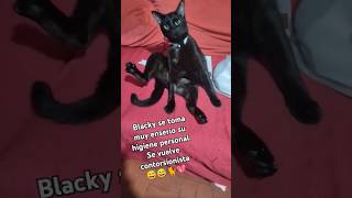 Cuando mi gatito blacky se baña hasta quedar bien limpito 💖🐈 [upl. by Tove]