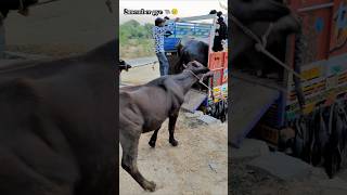 Murrah bull 🐃😢  murrahbull villagelife 5starmurrah dailyvlog shortsf kumawatpushkar007 [upl. by Sillihp]