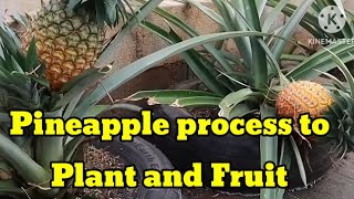 pineapple process to plant and fruit  Can You Grow a Pineapple from a Store Bought Pineapple [upl. by Africa341]