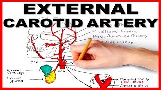 External Carotid Artery [upl. by Grantley]