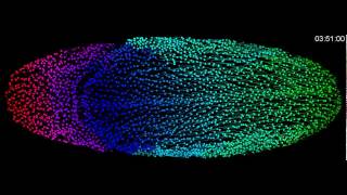 ZEISS Lightsheet Z1  Drosophila cell tracking using a color gradient [upl. by Devitt]