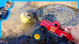 Monster Trucks Find Sea Turtles [upl. by Rodmur256]